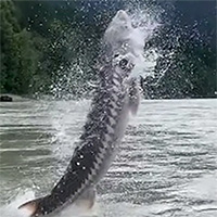 Video: Cá tầm "khủng" bật nhảy tanh tách khỏi mặt nước
