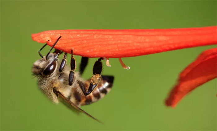  Một con ong mật Nam Phi đã nhân bản chính nó hàng triệu lần. 