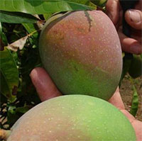 Trồng xoài kiểu Úc: Mẹo "thúc" cây ra quả sớm