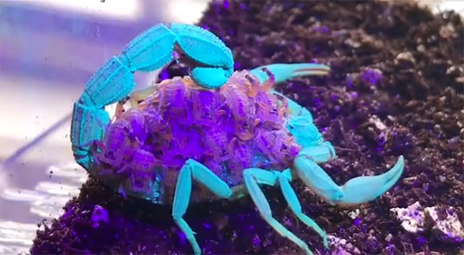 Bọ cạp mẹ màu nâu đang cõng hàng chục bọ cạp con có màu sắc tương tự trên lưng. 