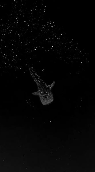 Cá nhám voi trưởng thành có thể dài tới 12m