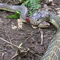 Video: Hổ mang chúa giết và nuốt chửng rắn săn chuột trong tích tắc