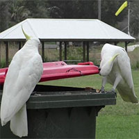 Vẹt dạy nhau cạy nắp thùng rác ở thủ đô Australia