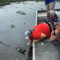 Video gây choáng váng: Người đàn ông liều lĩnh dùng miệng cá sấu mở lon bia