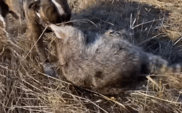 Con gấu mèo đã sử dụng đôi tay của mình để giữ chặt đầu đối thủ