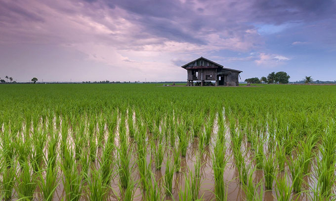 Lúa được bổ sung gene FTO cho khả năng sinh trưởng nhanh và chịu hán tốt.