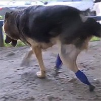 Video: Các bác sĩ thú y ở Nga phát minh chân giả 3D cho chó