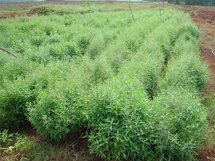 Xuyên tâm liên hỗ trợ điều trị Covid-19 thế nào?