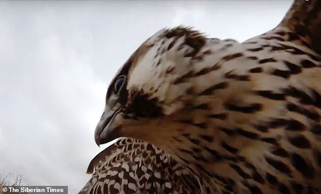 Con chim ưng đã dùng móng vuốt để tấn công chiếc máy không người lái.