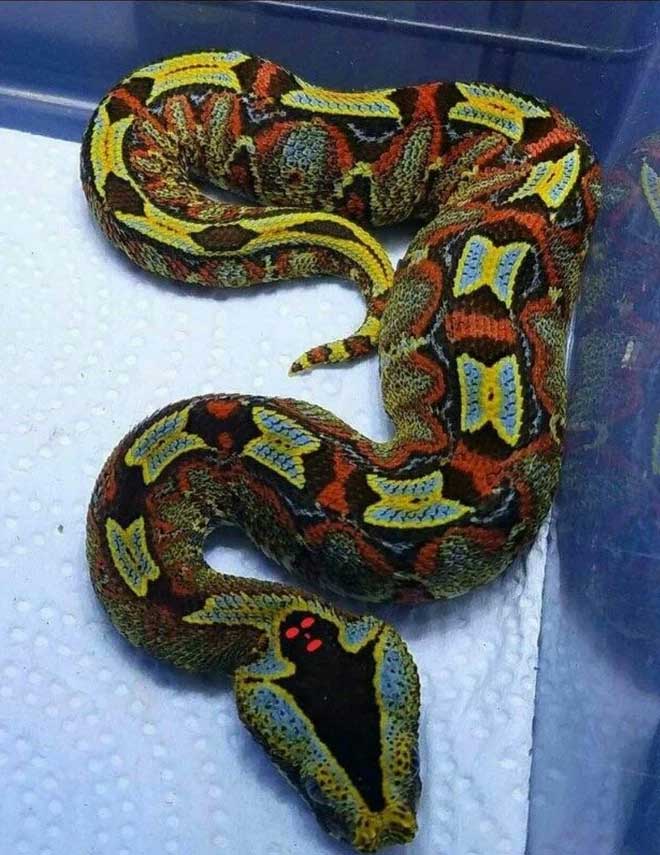 Nọc của hổ mang chúa có thể giết chết được voi nhưng so với loại này thì cũng chẳng thấm vào đâu