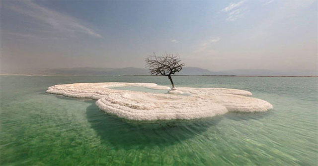 Cận cảnh loại cây đơn độc mọc giữa đảo muối của biển Chết