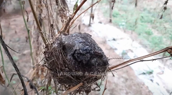 The mother bird used her whole body to protect the chicks from the rainstorm.