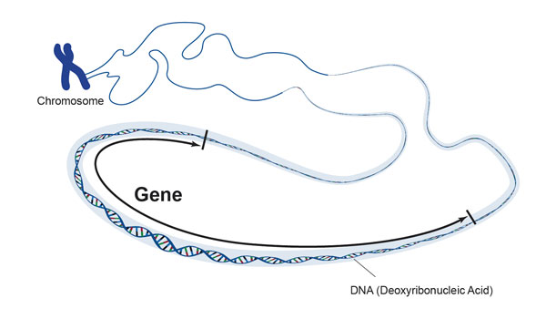 Bản đồ trình tự gen mang một ý nghĩa quan trọng trong khoa học