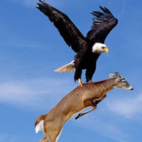 Chim đại bàng vàng sà xuống tấn công con nai, đây là loài chim có thể giết chết cả sói xám