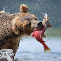 Vì sao gấu thường chỉ ăn não cá?