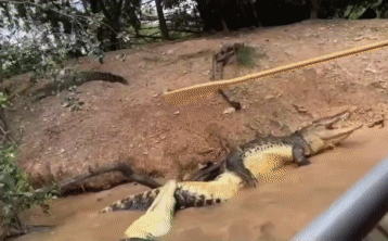 Cá sấu tấn công cá sấu