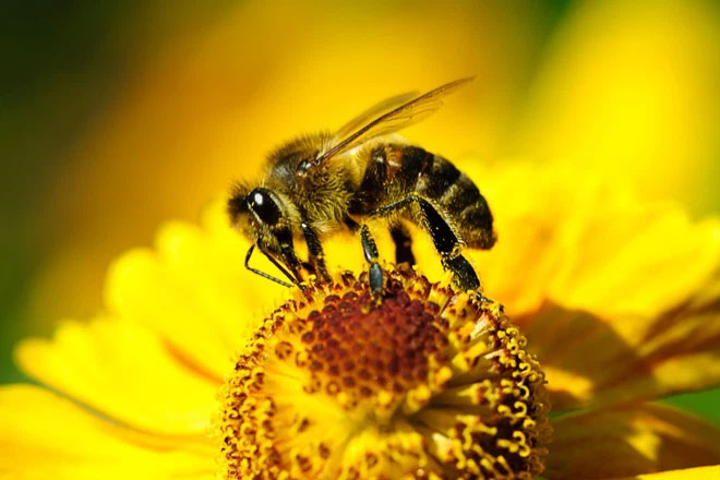 Những con ong sẽ ưu tiên tìm kiếm những bông hoa đã được "mồi" bằng caffein.