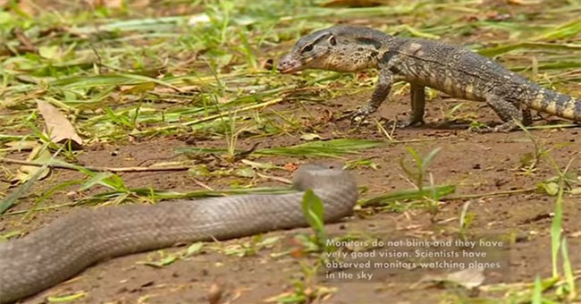 Video: Kỳ đà "gồng mình" đối đầu với rắn chuột hung dữ, kết cục sẽ ra sao?