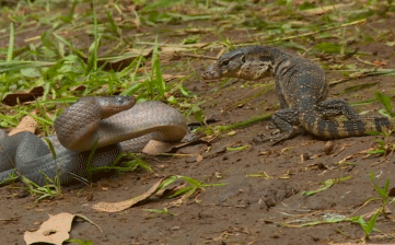 Con rắn lao đến tấn công kỳ đà.