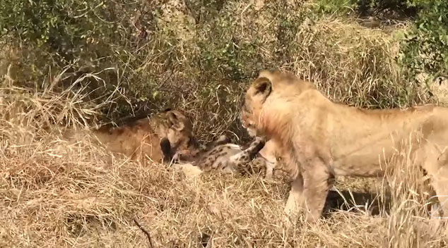 The hyena paid with its life for daring to eye the lion's meal.