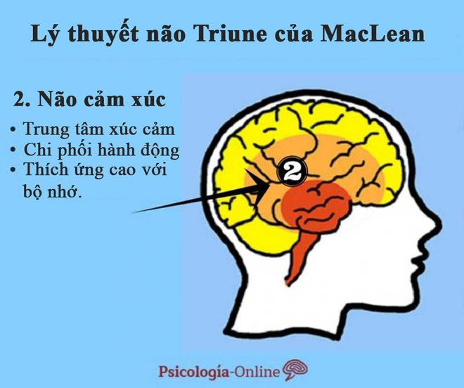Tại sao lý thuyết 3 não lại ví não người với 