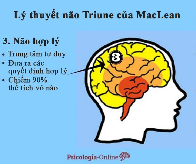 Tại sao lý thuyết 3 não lại ví não người với 