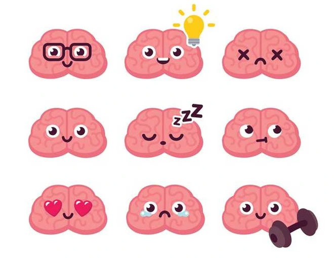 Tại sao lý thuyết 3 não lại ví não người với 