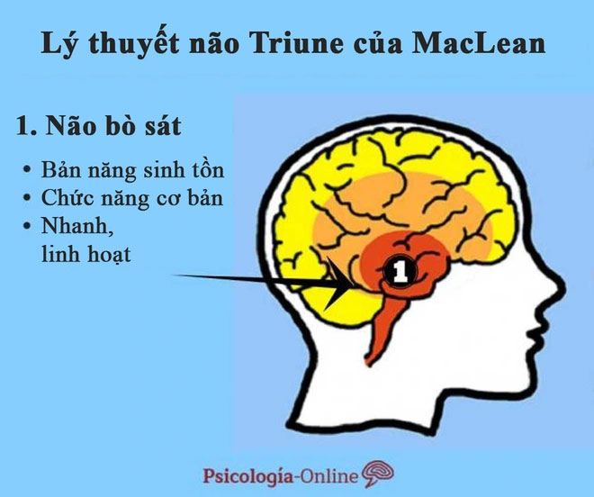 Tại sao lý thuyết 3 não lại ví não người với 