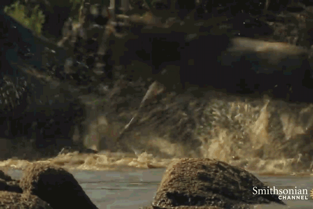 Con cá sấu ở sông Grumeti tấn công đàn linh dương đầu bò cực nhanh.