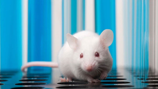 Những con chuột mới ra đời đã có thể “mơ” về những hành động trong tương lai của chúng