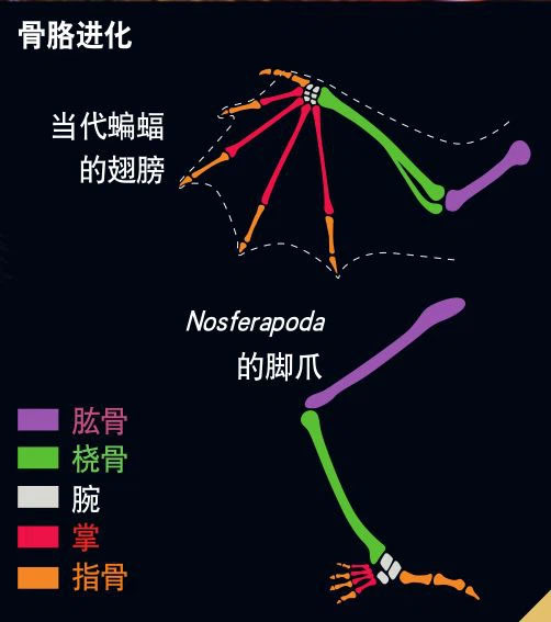 10 triệu năm nữa các loài động vật sẽ như thế nào?