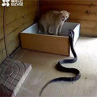 Video: Rắn hổ mang lao thẳng vào chuồng mèo để săn mồi, cái kết sẽ ra sao?