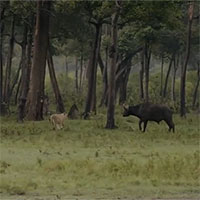 Video: Trâu rừng đang bị cả đàn sư tử vật dưới đất thì "phép màu" xảy ra giúp nó thoát chết