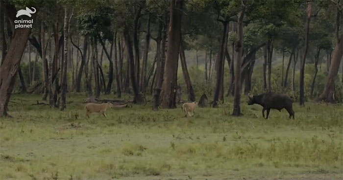 Con sư tử đã kéo cả đàn của mình quay trở lại và chúng đã tấn công một con trâu rừng.