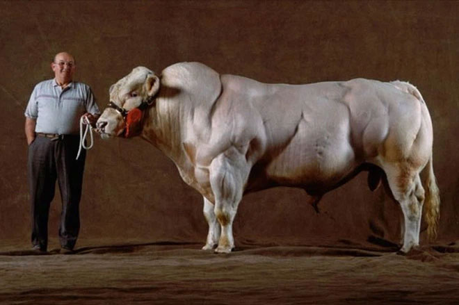 Đột biến gene gây ra sự thiếu hụt myostatin và làm tăng tốc độ phát triển cơ bắp của giống bò này