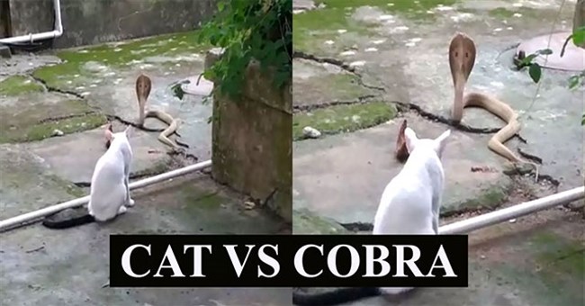 Video: Dính "chiêu độc" của mèo, rắn hổ mang bị tóm sau 1 giờ đối đầu