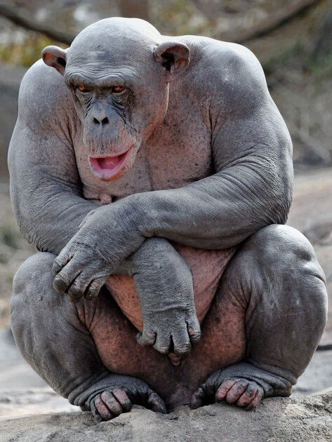 Hình ảnh của một con tinh tinh cái trong vườn thú.