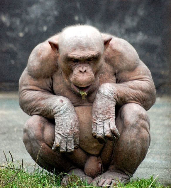 Hình ảnh của một con tinh tinh đực trong vườn thú.