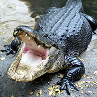 Bạn có thể thoát khỏi cá sấu bằng cách chạy theo đường zigzag không?