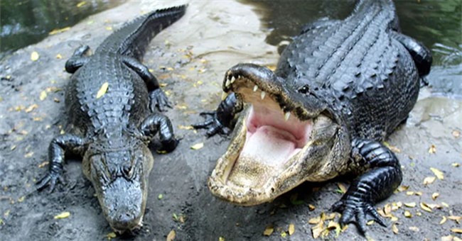 Bạn có thể thoát khỏi cá sấu bằng cách chạy theo đường zigzag không?