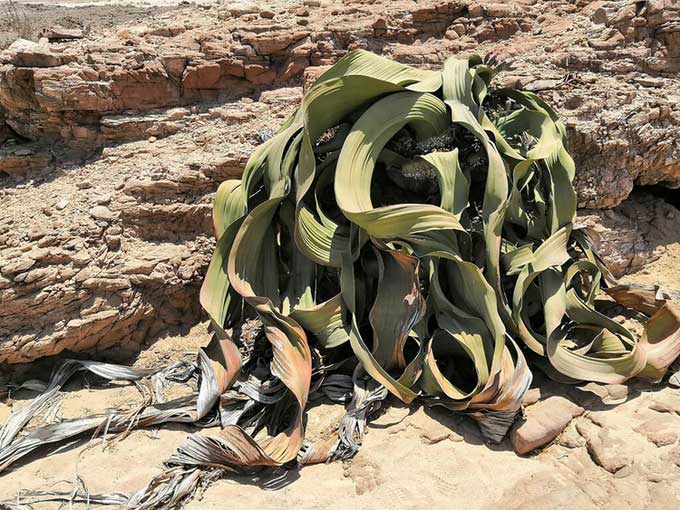Bách lan, loài cây hai lá mọc ở sa mạc Namib, được cho là có thể sống hàng nghìn năm.