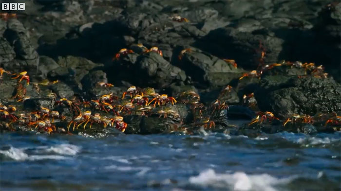  Cua Grapsus grapsus chạy trốn những kẻ thù nguy hiểm phục kích.