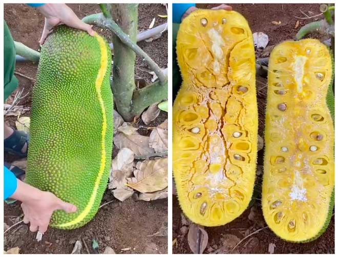 Loài mít ngoại lai 