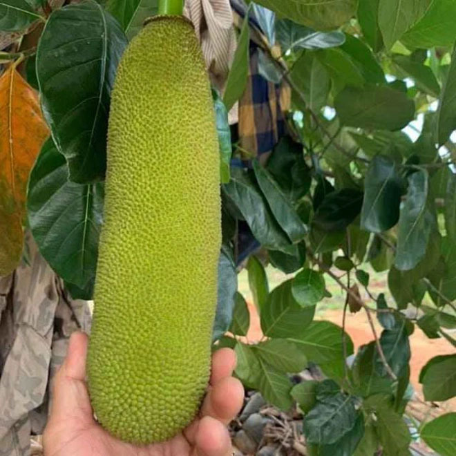 Loài mít ngoại lai 