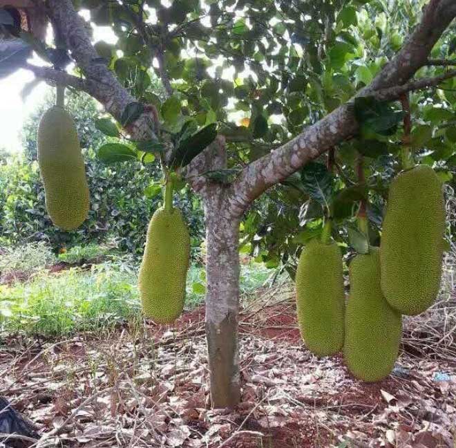 Loài mít ngoại lai 