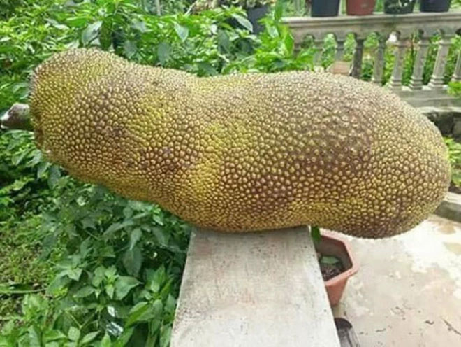 Loài mít ngoại lai 