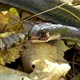 Video: Rắn độc bị "tay đua tốc độ" săn lùng, quay đầu tiêm nọc cắn trả đối phương, kết cục ra sao?