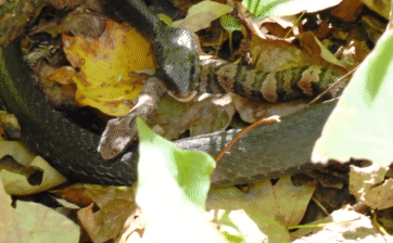 The Racer snake is immune to the venom of its opponents.