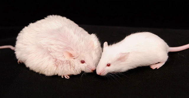 Những con chuột béo phì của Philipp Scherer có thể nặng gấp 5 lần chuột bình thường