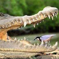 Video: Thót tim cảnh chim xỉa răng cho cá sấu